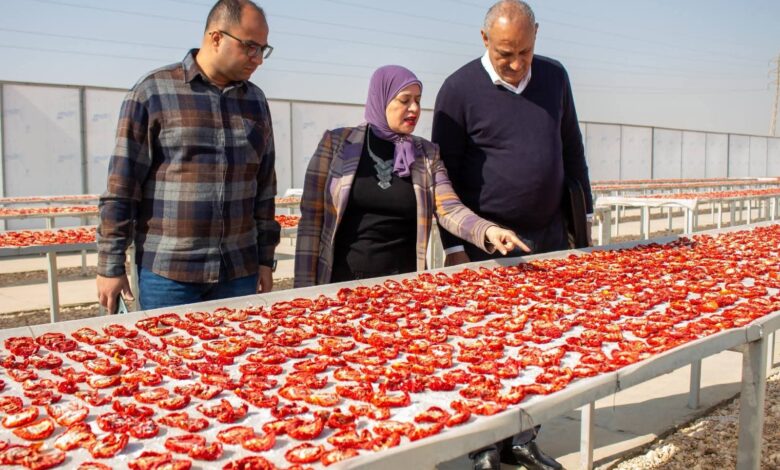 "الزراعة" تنظم ورشة عمل بالأقصر لدعم منتجي ومصدري الطماطم الطازجة والمجففة