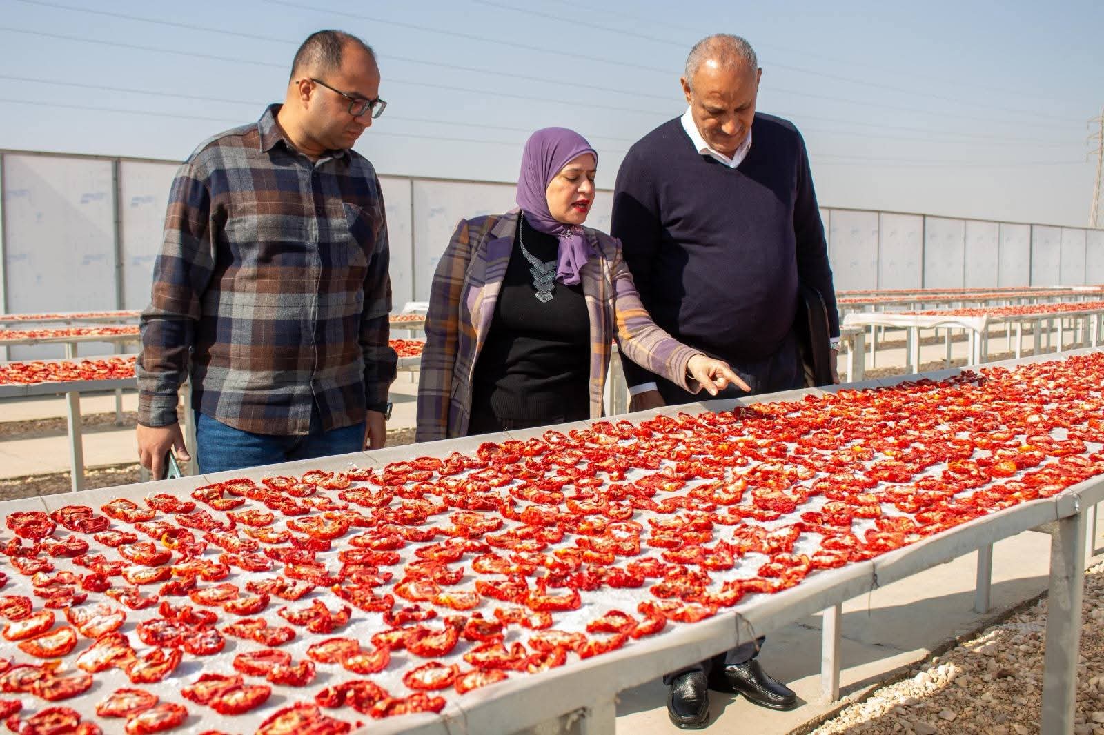 "الزراعة" تنظم ورشة عمل بالأقصر لدعم منتجي ومصدري الطماطم الطازجة والمجففة