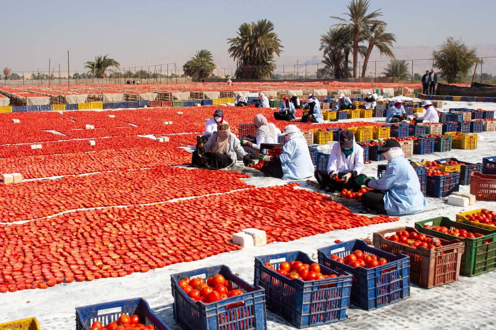 "الزراعة" تنظم ورشة عمل بالأقصر لدعم منتجي ومصدري الطماطم الطازجة والمجففة