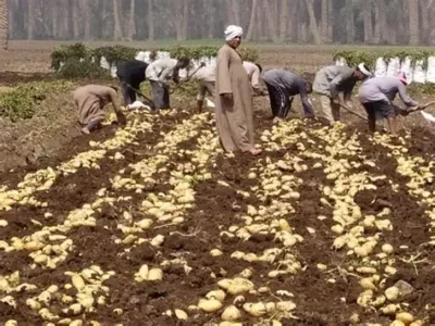 البطاطس