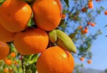 محصول الحمضيات، أسعار اليوسفي