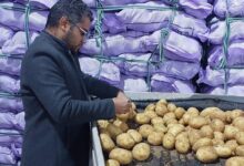 الحجر الزراعي، صادرات البطاطس