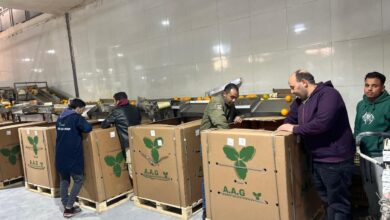 الحجر الزراعي، الصادرات الزراعية المصرية