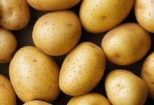 البطاطس المغربية
