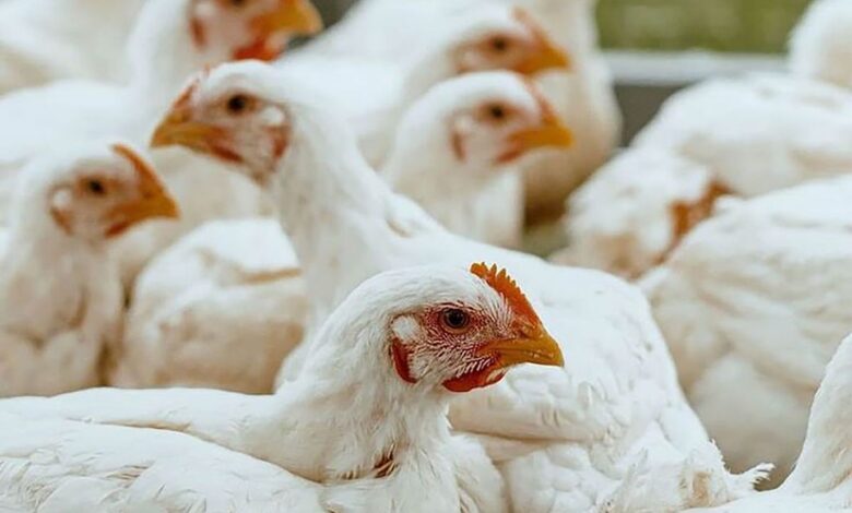 تكلفة انتاج الدواجن، أسعار الدواجن