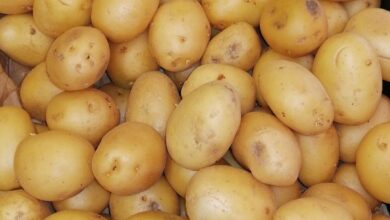 البطاطس المغربية، أسعار البطاطس