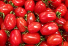 سوق العبور، أسعار الطماطم