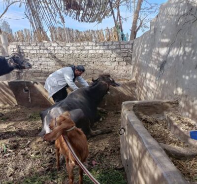 الجلد العقدي