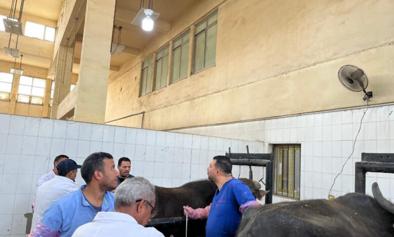 "الزراعة" تنفذ 5 قوافل بيطرية مجانية بقرى بني سويف