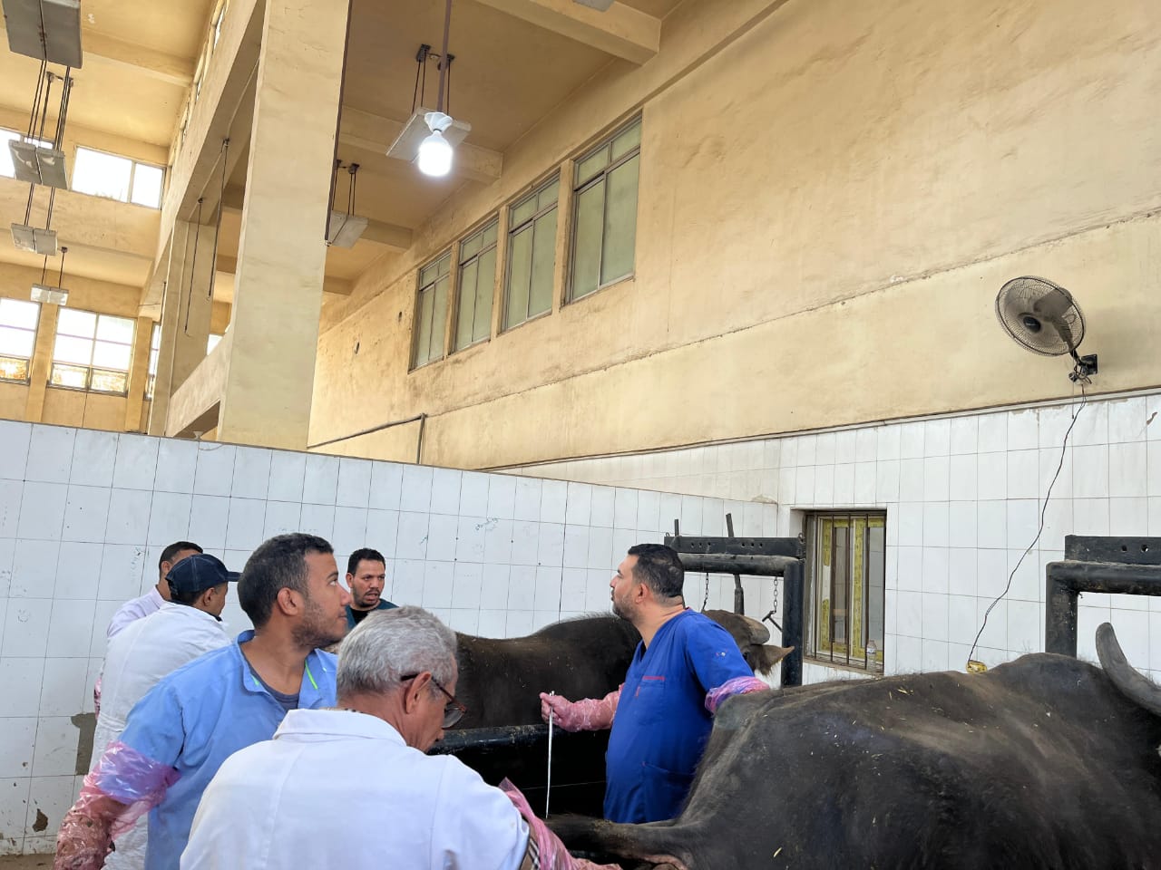 "الزراعة" تنفذ 5 قوافل بيطرية مجانية بقرى بني سويف