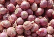 صادرات البصل