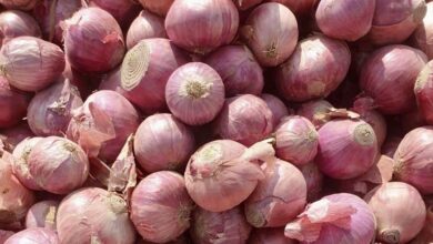 صادرات البصل والثوم