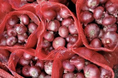 زراعة البصل