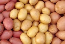 أسعار البطاطس