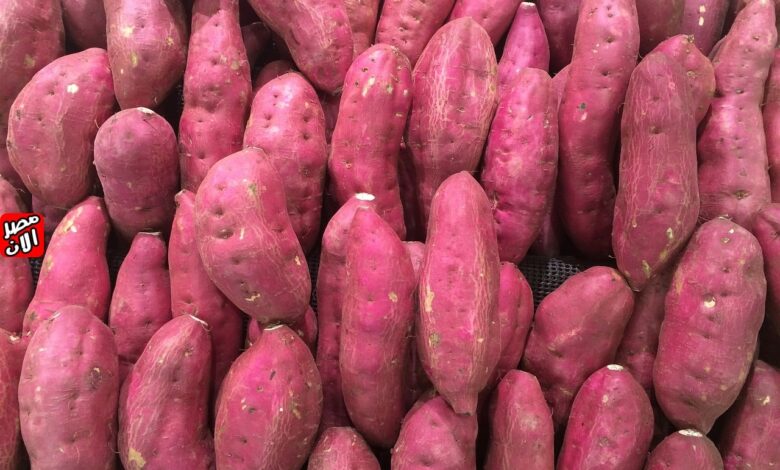 أسعار البطاطا الحلوة