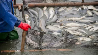 سمك مجمد ، طريقة عمل السمك المدخن في الفرن، أسعار الأسماك