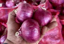 صادرات البصل، البصل الأوروبي