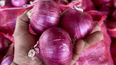 صادرات البصل، البصل الأوروبي