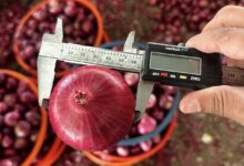 صادرات البصل، الفرص التصديرية