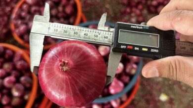 صادرات البصل، الفرص التصديرية