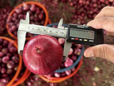 صادرات البصل