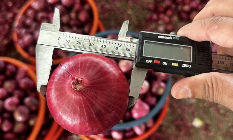 صادرات البصل، الفرص التصديرية