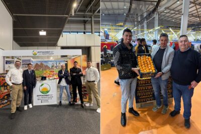   برتقال فالنسيا المصري  