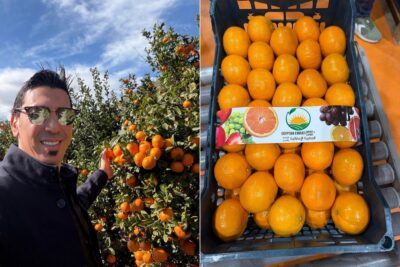 برتقال فالنسيا المصري