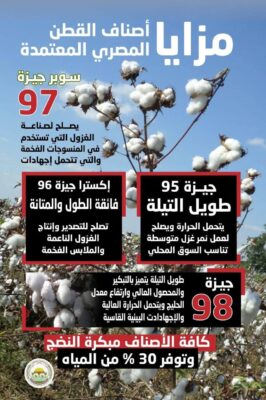 قرارات جديدة لتنظيم زراعة القطن في مصر وحظر القطن الأمريكي