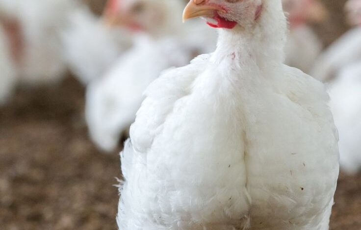 الدواجن ، الدقهلية للدواجن