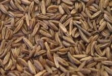 أسعار الكراوية