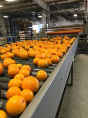 فرص تصديرية