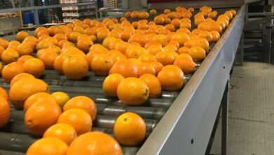 فرص تصديرية