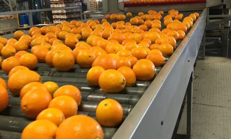 فرص تصديرية