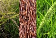 تقاوي الأرز الخالية من الأرز الأحمر شرط أساسي لجودة المحصول