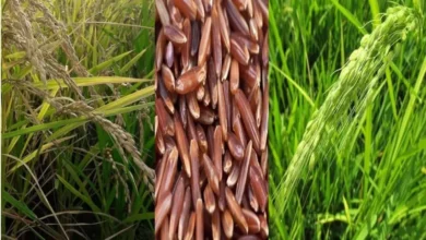 تقاوي الأرز الخالية من الأرز الأحمر شرط أساسي لجودة المحصول