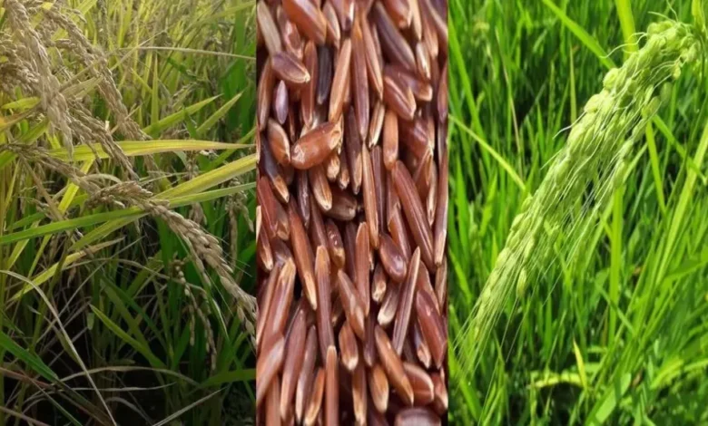 تقاوي الأرز الخالية من الأرز الأحمر شرط أساسي لجودة المحصول