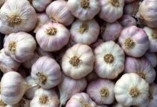 صادرات الثوم المصري