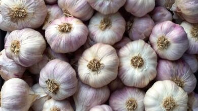 صادرات الثوم المصري