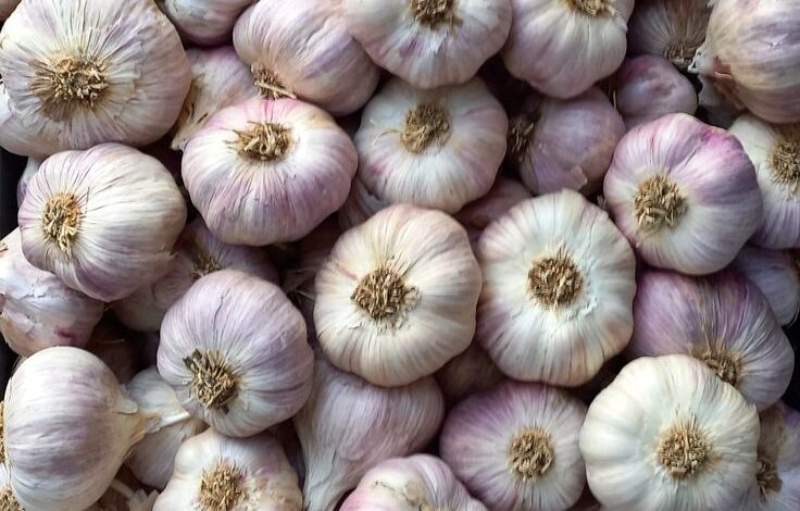 صادرات الثوم المصري