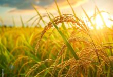 زراعة الشعير
