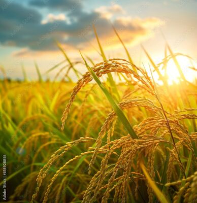 زراعة الشعير
