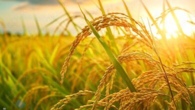 زراعة الشعير