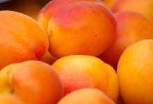 الخوخ والمشمش