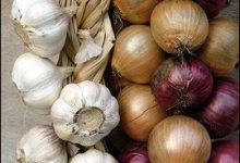 البصل والثوم