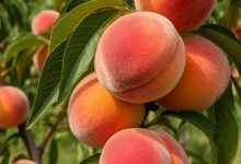 الخوخ والمشمش، أسعار الفاكهة