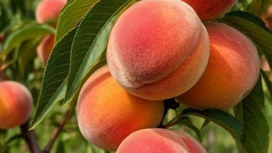 الخوخ والمشمش، أسعار الفاكهة