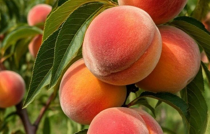 الخوخ والمشمش، أسعار الفاكهة