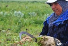 زراعة بنجر السكر