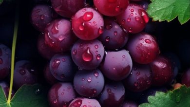 عنب الرومي الأحمر المصري؟